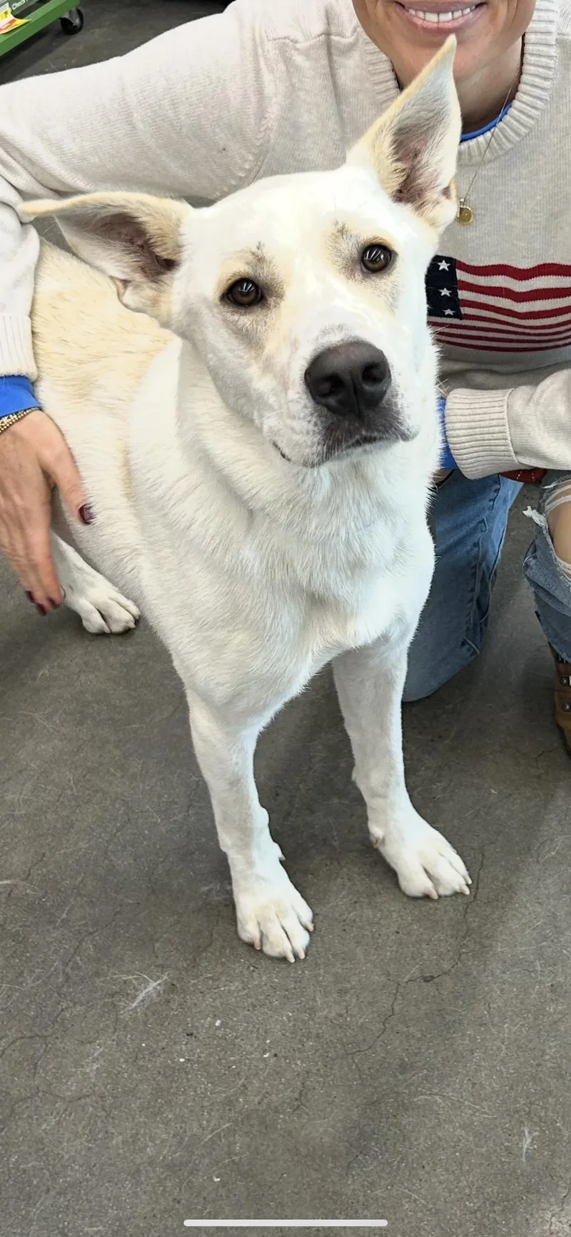 An adult large-sized male White / Cream Pyrenean Shepherd dog named Doug for adoption in Reidsville, NC