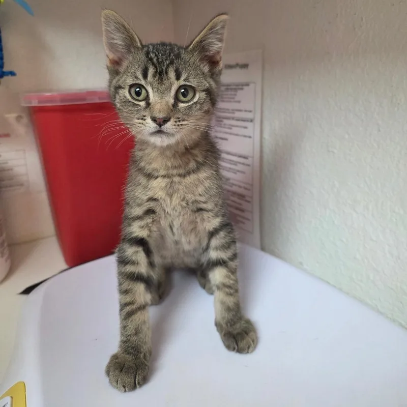 A baby small-sized male Domestic Short Hair cat named Skeeter for adoption in Allyn, WA