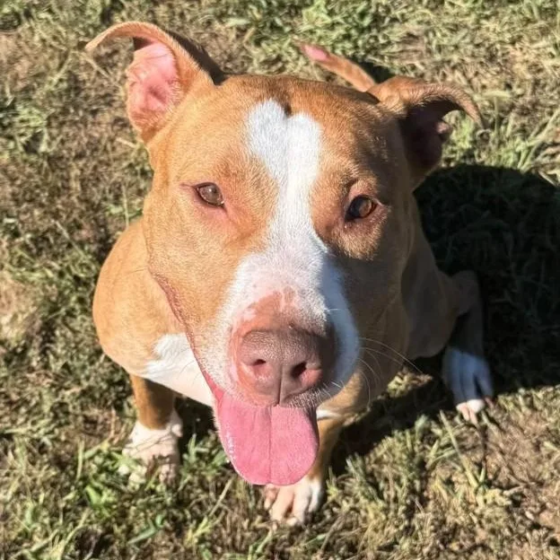 An adult medium-sized female Brindle Pit Bull Terrier dog named Coraline for adoption in Manassas, VA