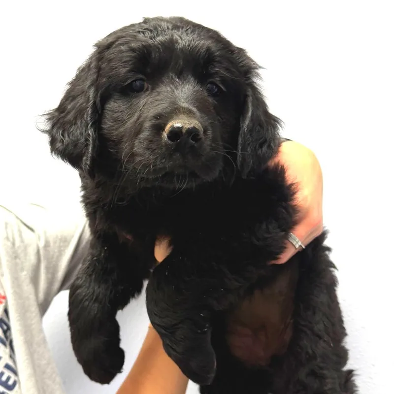 A baby small-sized female Black Golden Retriever dog named Ann for adoption in Idaho Falls, ID