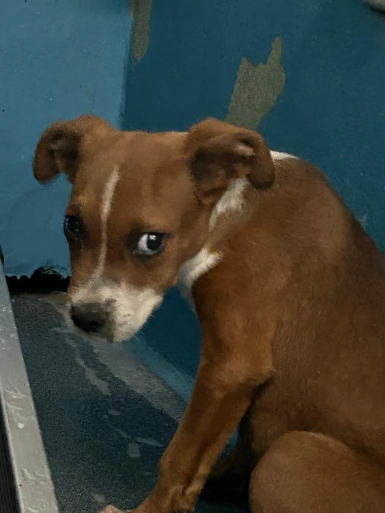 A baby medium-sized male Pit Bull Terrier dog named Pitty for adoption in Effingham, SC