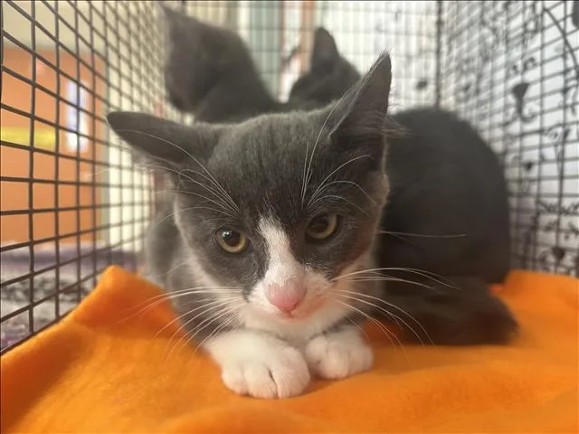 A baby small-sized female Domestic Short Hair cat named A for adoption in San Pedro, CA