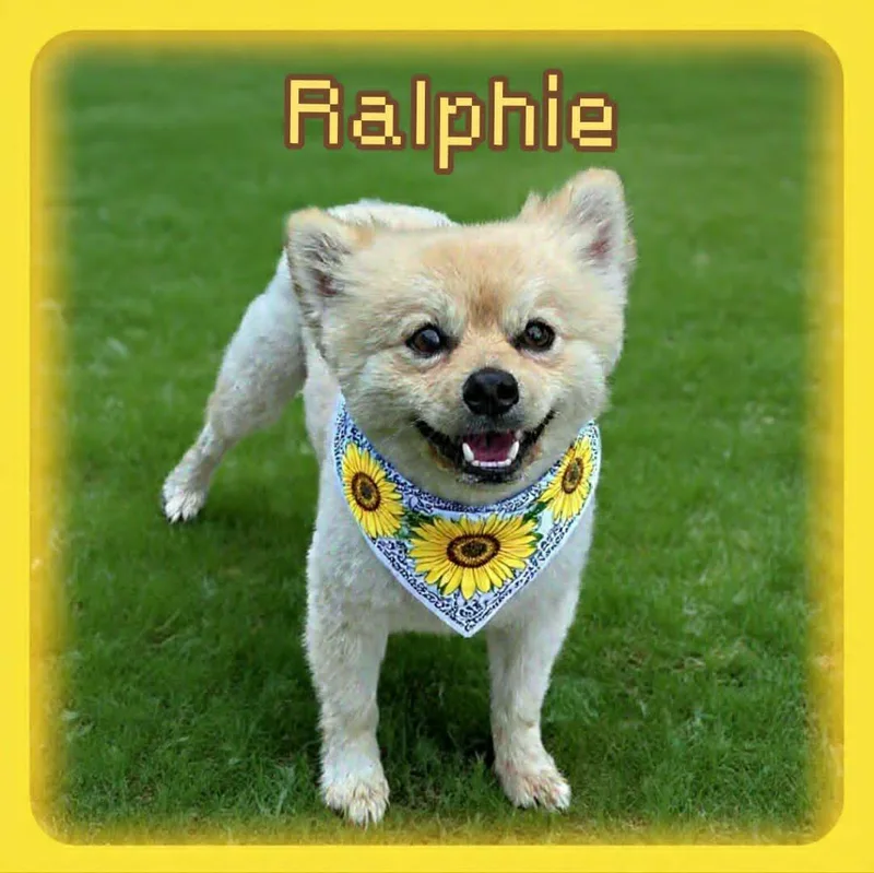 A young small-sized male Yellow / Tan / Blond / Fawn Pomeranian dog named Ralphie for adoption in Grove, OK