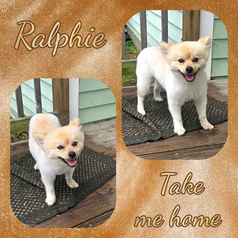 Ralphie thumbnail 2