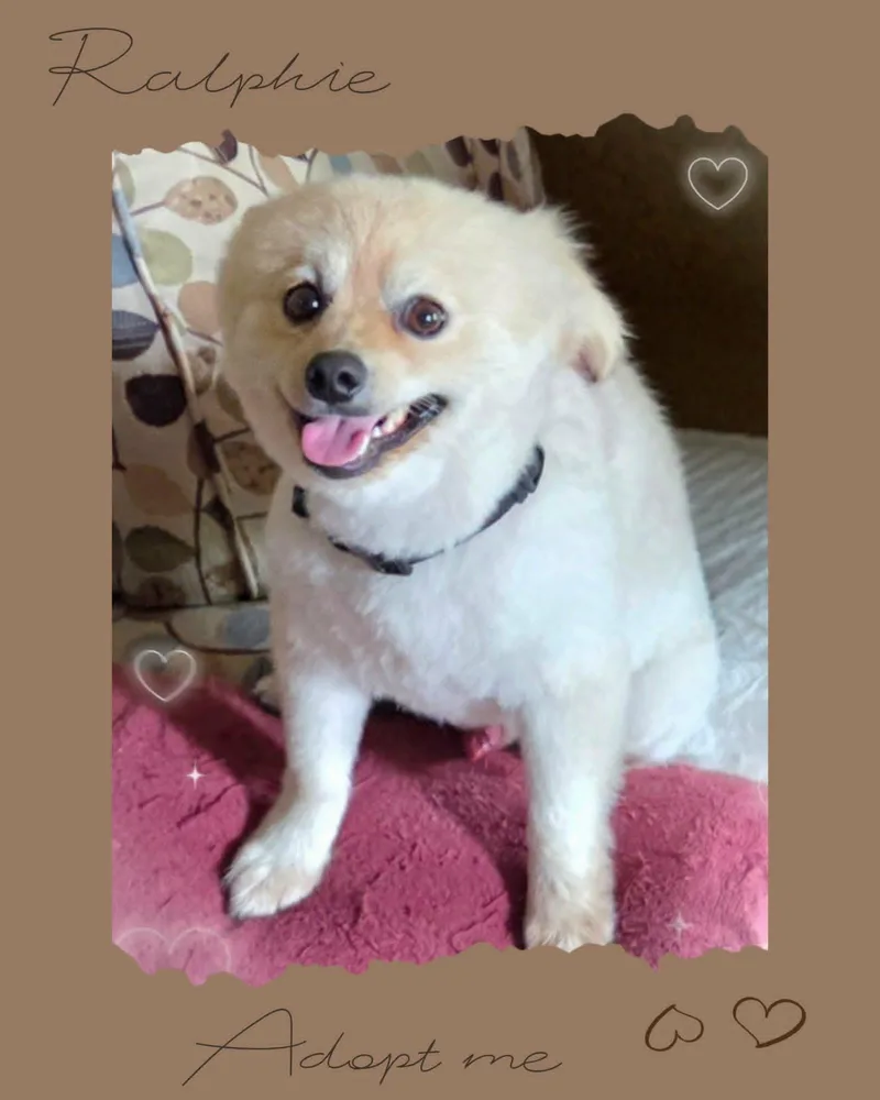 Ralphie thumbnail 4