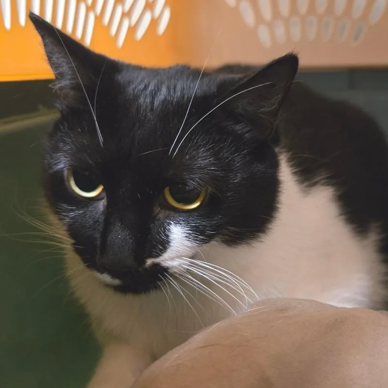 A young large-sized female Black Domestic Short Hair cat named Princess for adoption in East Smithfield , PA