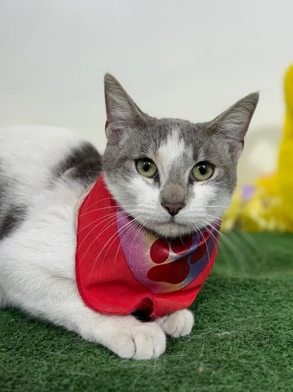 A baby small-sized female White Manx cat named Whiskas for adoption in Carlsbad, CA