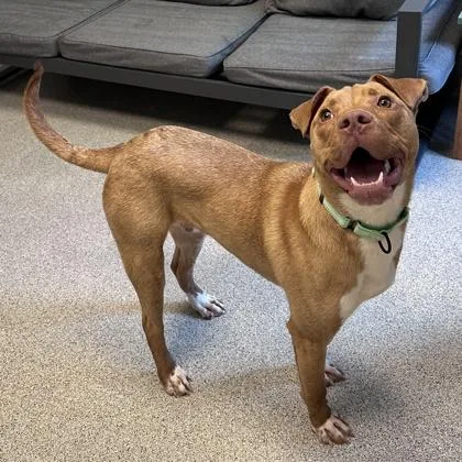 An adult medium-sized male Golden Mixed Breed dog named Austin for adoption in Lansing, MI