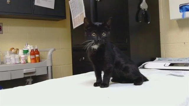 A baby medium-sized female Domestic Short Hair cat named Dodge Ball for adoption in Cookeville, TN