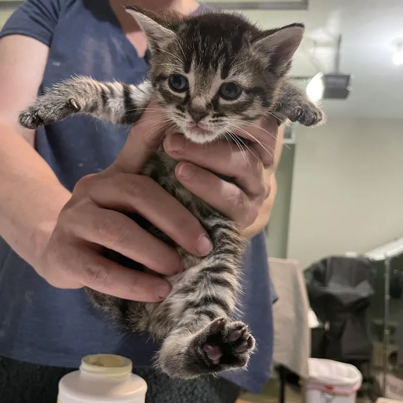 A baby small-sized female Brown / Chocolate Domestic Short Hair cat named Ryker for adoption in Martinsville, IN