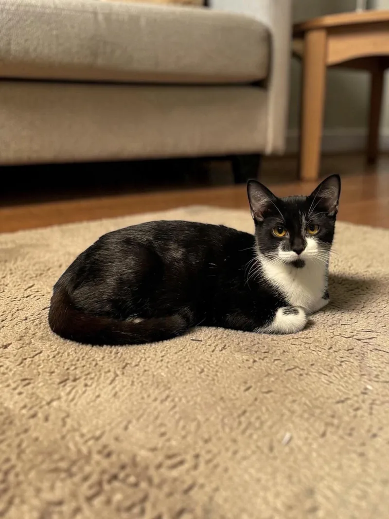 A baby medium-sized female Black & White / Tuxedo Domestic Short Hair cat named Dove for adoption in Champaign, IL