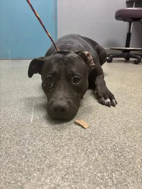 An adult large-sized female Pit Bull Terrier dog named Big Baby for adoption in Las Vegas, NV