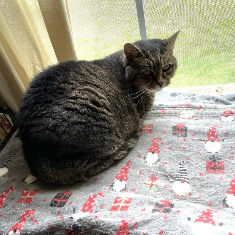 Rose Archdeacon thumbnail 2