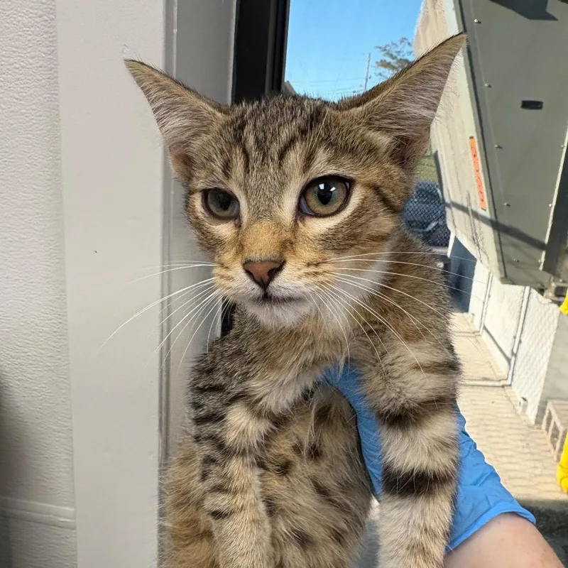 A baby small-sized male Brown / Chocolate Domestic Short Hair cat named Kasson for adoption in Columbiana, AL