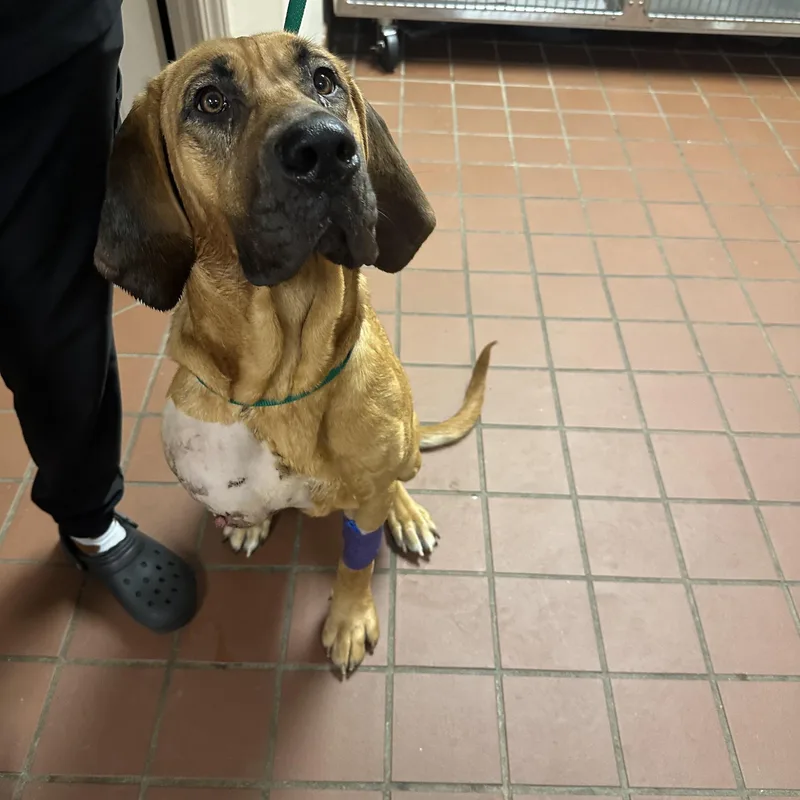 A young large-sized female Brown / Chocolate Bloodhound dog named Amelia for adoption in Powell, TN