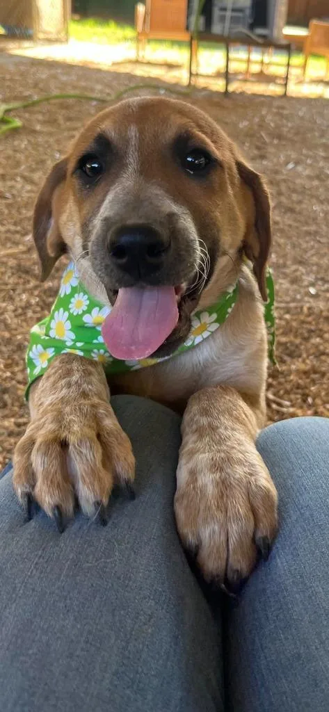 A baby large-sized female Mixed Breed dog named Brook for adoption in Fond Du Lac, WI