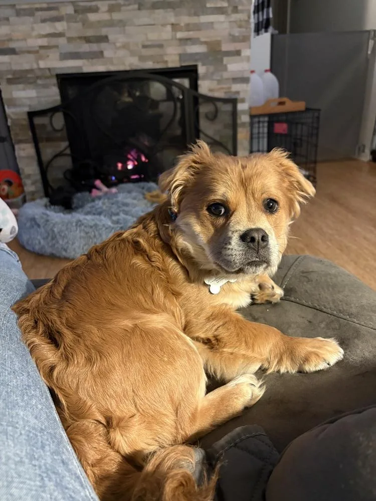 A baby small-sized female Red / Chestnut / Orange Pekingese dog named Lyric for adoption in Clinton Township, MI