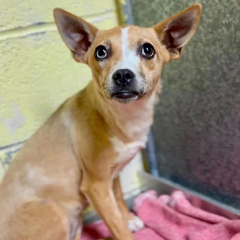 An adult small-sized female Yellow / Tan / Blond / Fawn Mixed Breed dog named Brooke for adoption in Washington Township, OH