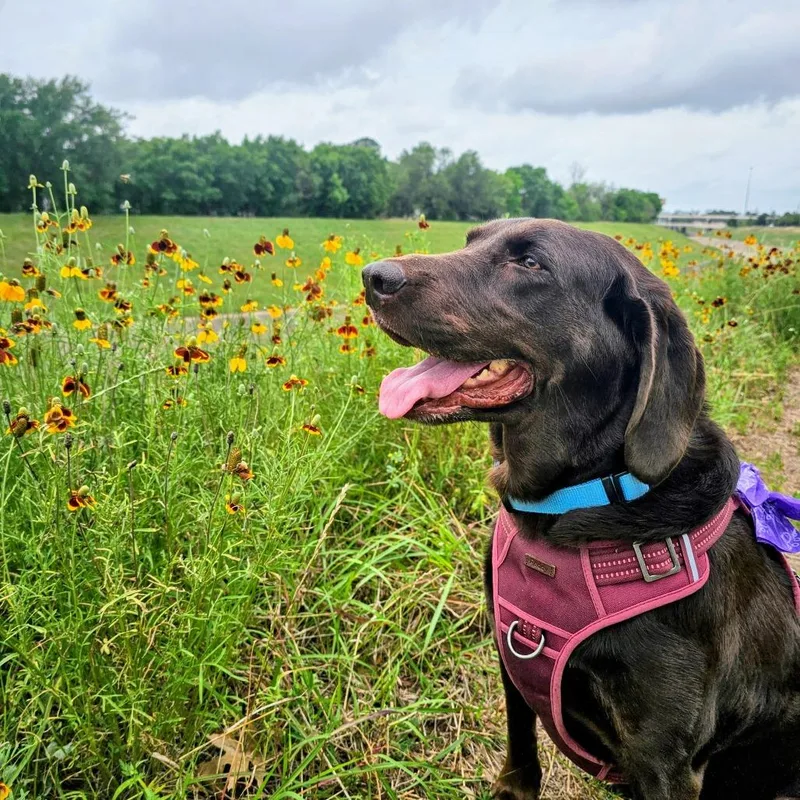 An adult large-sized female Brown / Chocolate Mixed Breed dog named Lily for adoption in Houston, TX