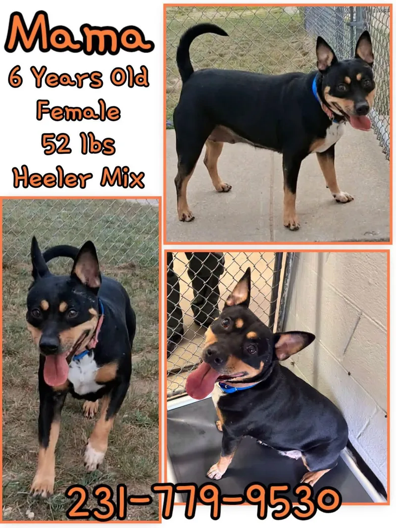 An adult medium-sized female Australian Cattle Dog / Blue Heeler dog named Mama for adoption in Cadillac, MI