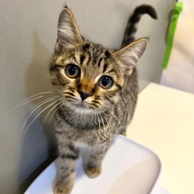 A baby small-sized female Brown / Chocolate Domestic Short Hair cat named Spider Web for adoption in Fredericksburg, VA