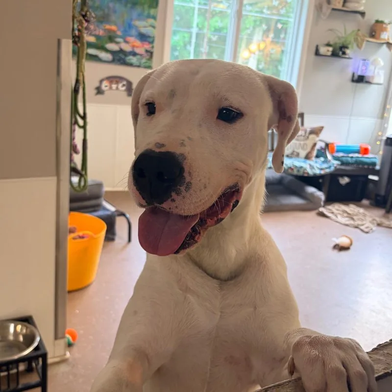 An adult large-sized male White / Cream Pit Bull Terrier dog named Tbone for adoption in Belleville, IL
