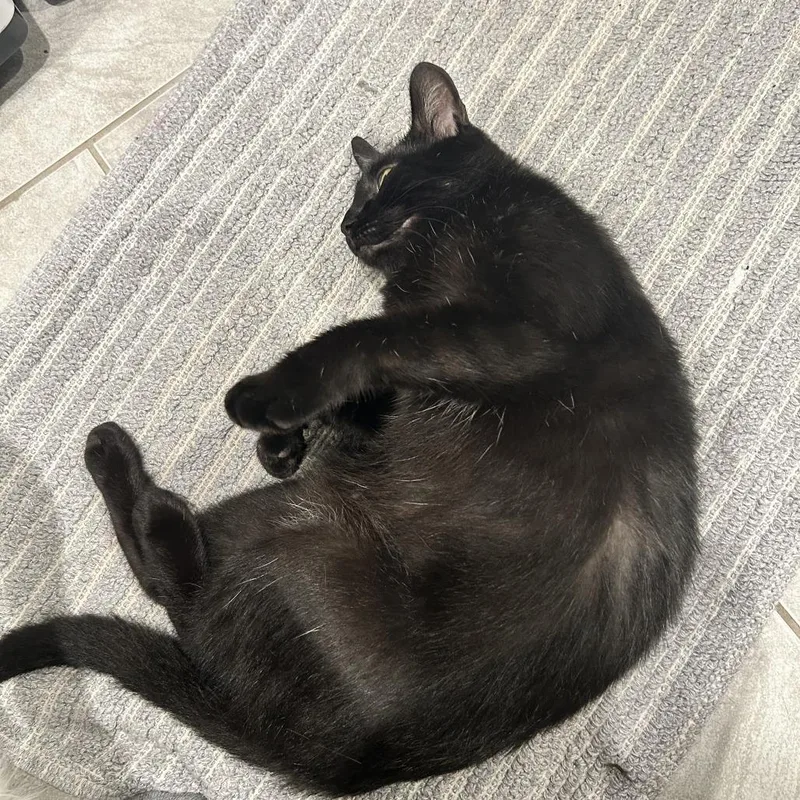 An adult medium-sized female Black Domestic Short Hair cat named Cassandra for adoption in Evanston, IL