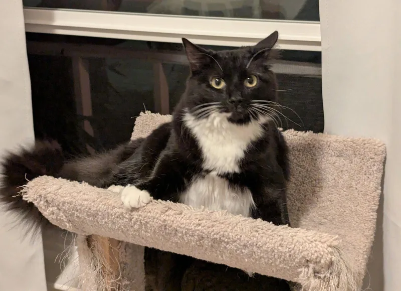 An adult medium-sized female Domestic Medium Hair cat named Classy for adoption in San Jose, CA