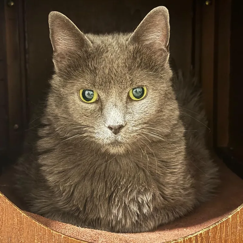 An adult small-sized female Gray / Blue / Silver Domestic Short Hair cat named Carlita for adoption in Huntsville, AL