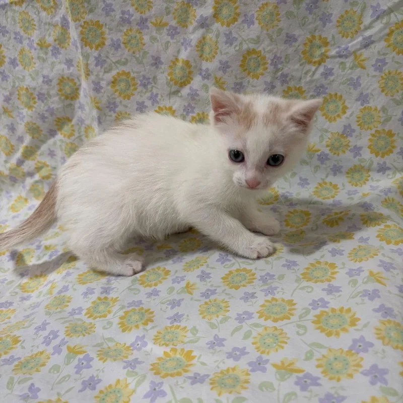 A baby small-sized female Domestic Short Hair cat named Sushi for adoption in Lovingston, VA