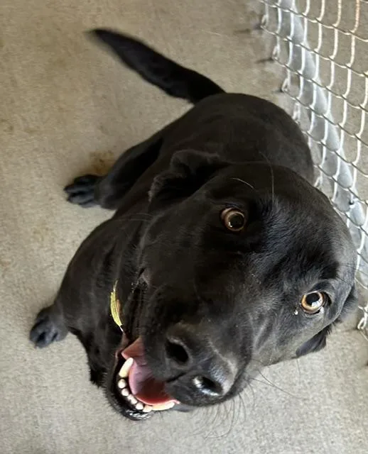 An adult large-sized male Black Labrador Retriever dog named Buck for adoption in Bryan, OH