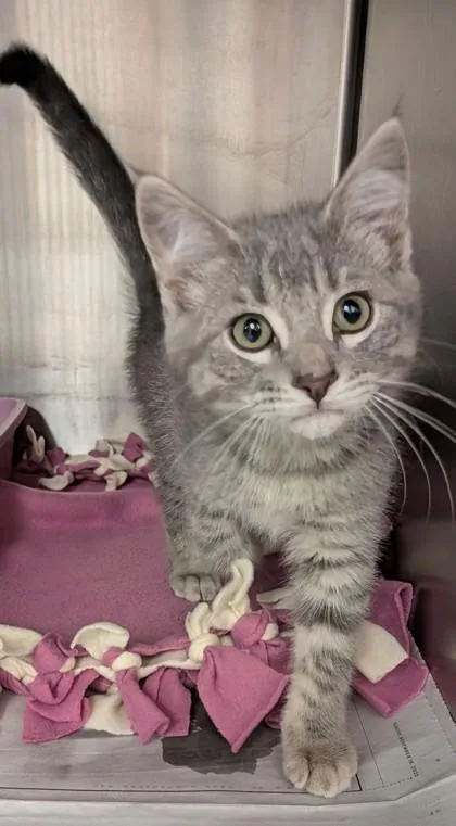 A young medium-sized male Tabby (Gray / Blue / Silver) Domestic Short Hair cat named Tristen for adoption in Buffalo, MN