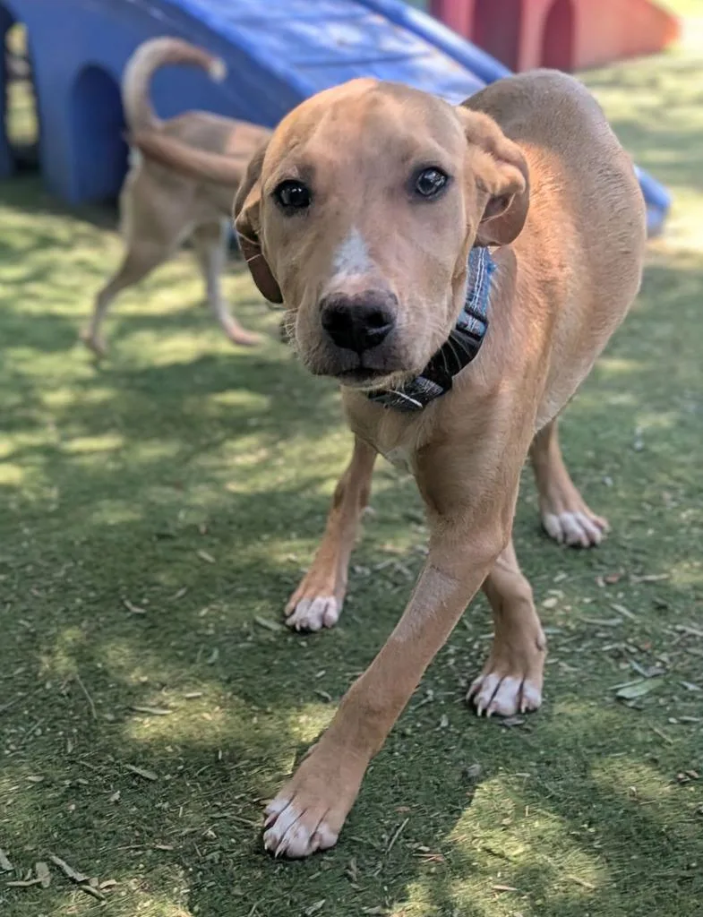 A baby medium-sized female Labrador Retriever dog named Copper for adoption in San Diego, CA