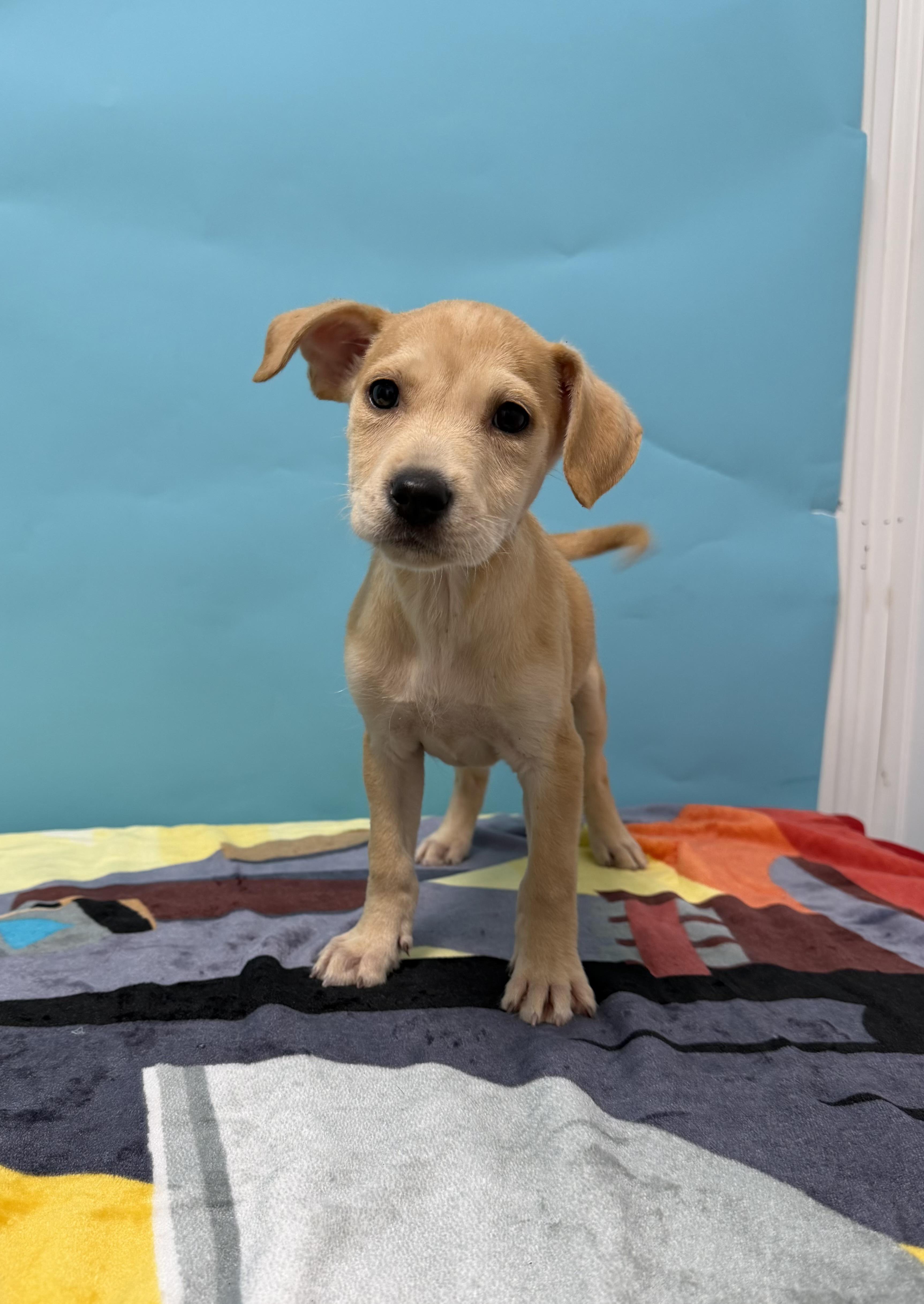 A baby medium-sized female Yellow / Tan / Blond / Fawn Pit Bull Terrier dog named Quincy for adoption in Loogootee, IN