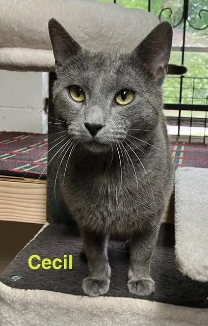 A young medium-sized male Russian Blue cat named Cecil for adoption in Zimmerman, MN