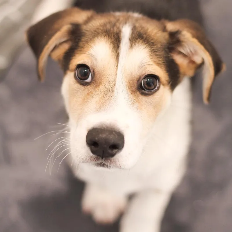 A baby medium-sized male Hound dog named Jono for adoption in Cumming, GA