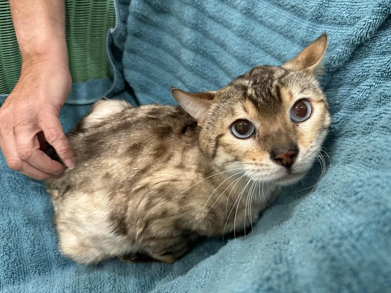 A young medium-sized male Cream Point Bengal cat named Aaron for adoption in Lawrenceville, GA