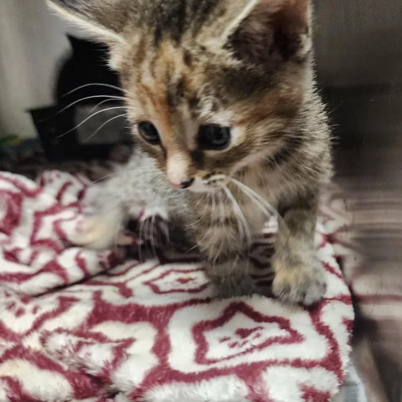 A baby small-sized female Gray / Blue / Silver Domestic Short Hair cat named Nellie for adoption in Evensville, TN