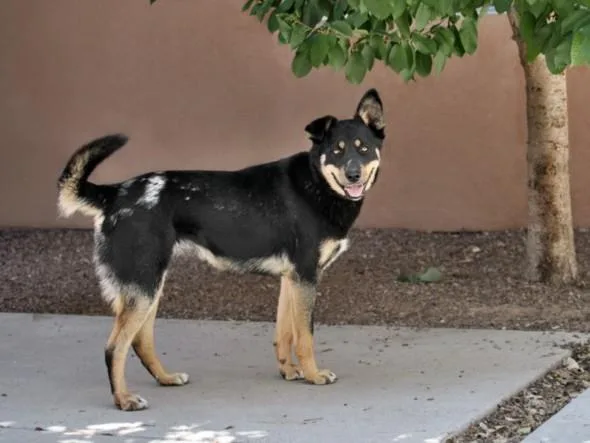 A young medium-sized female Mixed Breed dog named Althea for adoption in Santa Fe, NM