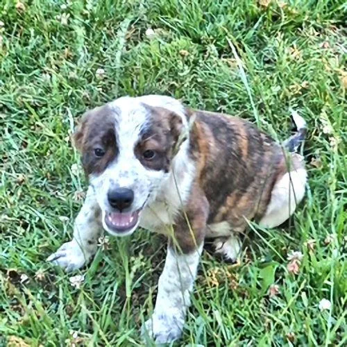 A baby medium-sized male Australian Cattle Dog / Blue Heeler dog named Sarge for adoption in Rutherfordton, NC