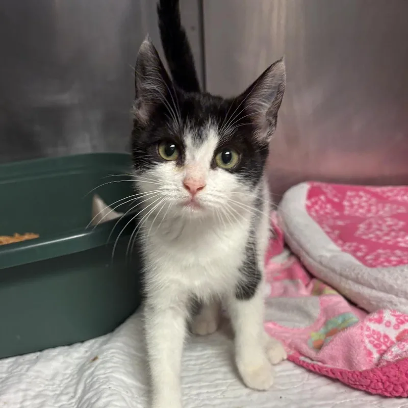A baby small-sized female Domestic Short Hair cat named Chakra for adoption in Chehalis, WA