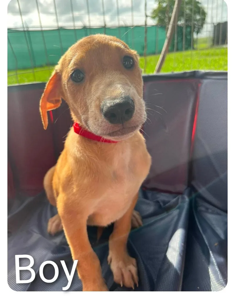 A young medium-sized male Labrador Retriever dog named Papaya for adoption in Hampton, VA