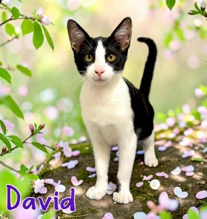 A baby small-sized male Black Domestic Short Hair cat named David for adoption in Kansas City, MO