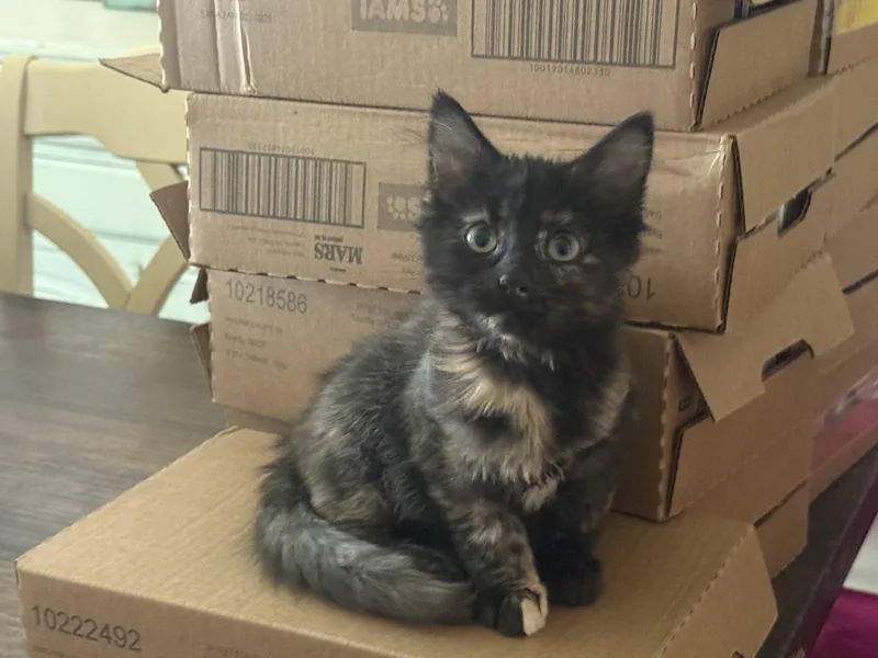 A baby medium-sized female Tortoiseshell cat named Mia for adoption in Fenton, MO
