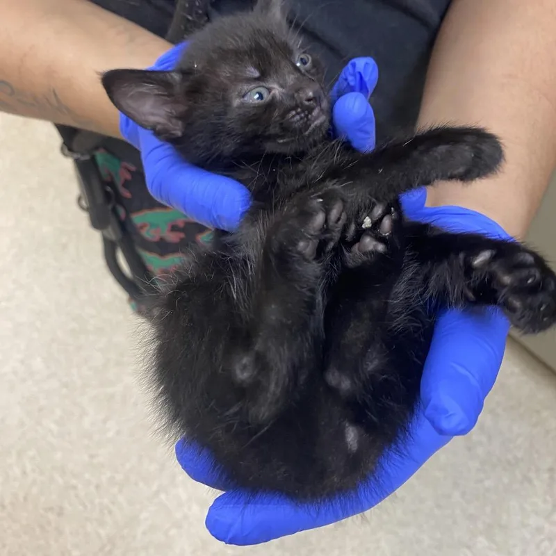 A baby small-sized female Black Domestic Short Hair cat named Blanche for adoption in Columbus, GA