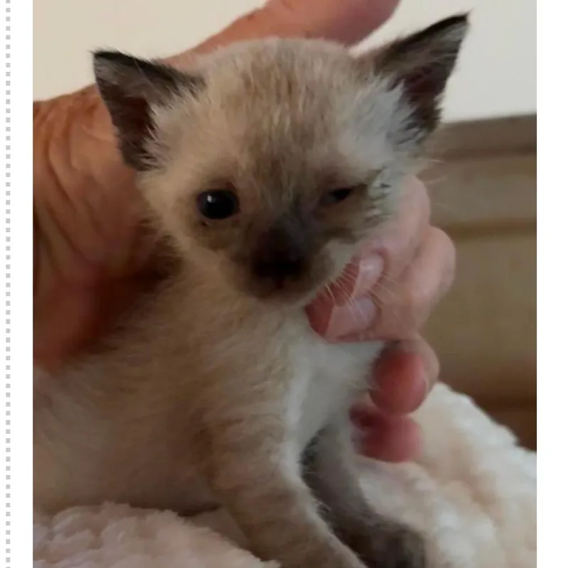 A baby small-sized female Domestic Short Hair cat named Avery for adoption in Austin, TX
