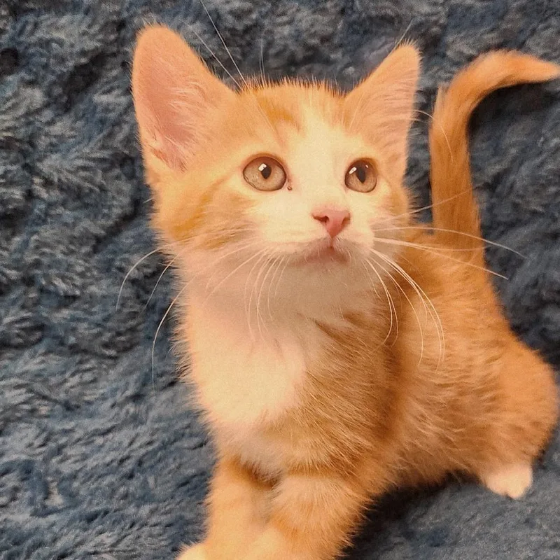 A baby small-sized female Orange / Red Domestic Short Hair cat named Popsicle for adoption in Brighton, MO