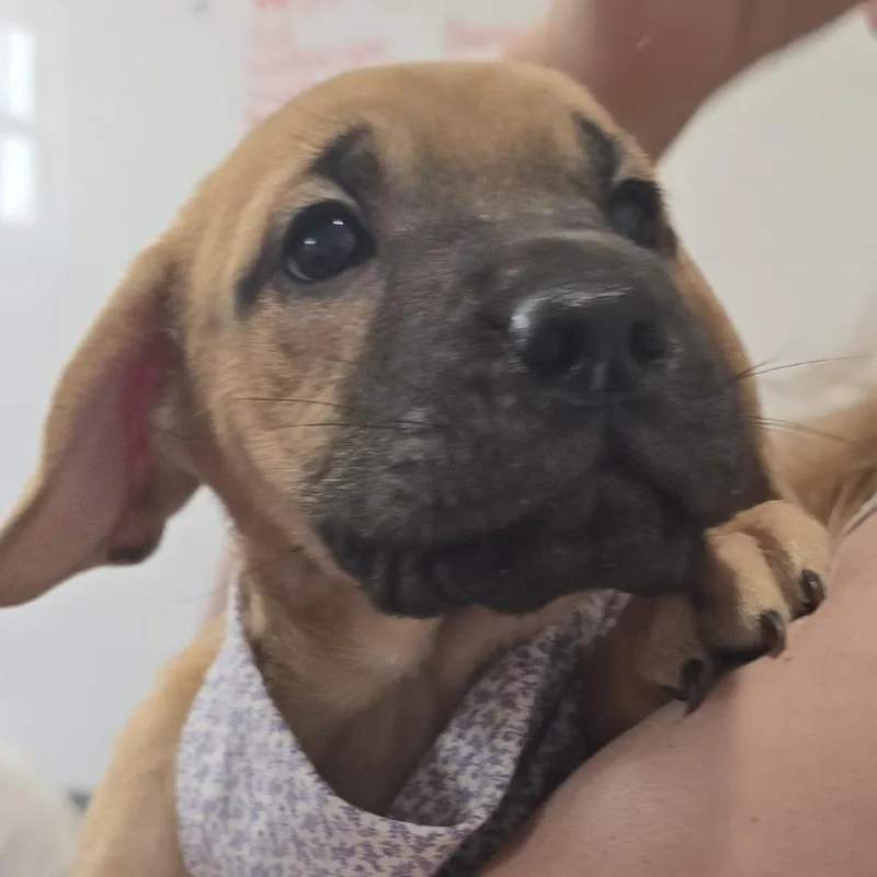 A baby medium-sized female Yellow / Tan / Blond / Fawn Labrador Retriever dog named Camilla for adoption in Lenoir, NC