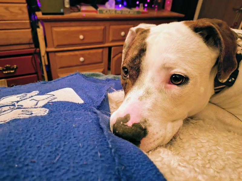 A young medium-sized female White / Cream American Bulldog dog named JoJo  smart and for adoption in Boulder, CO
