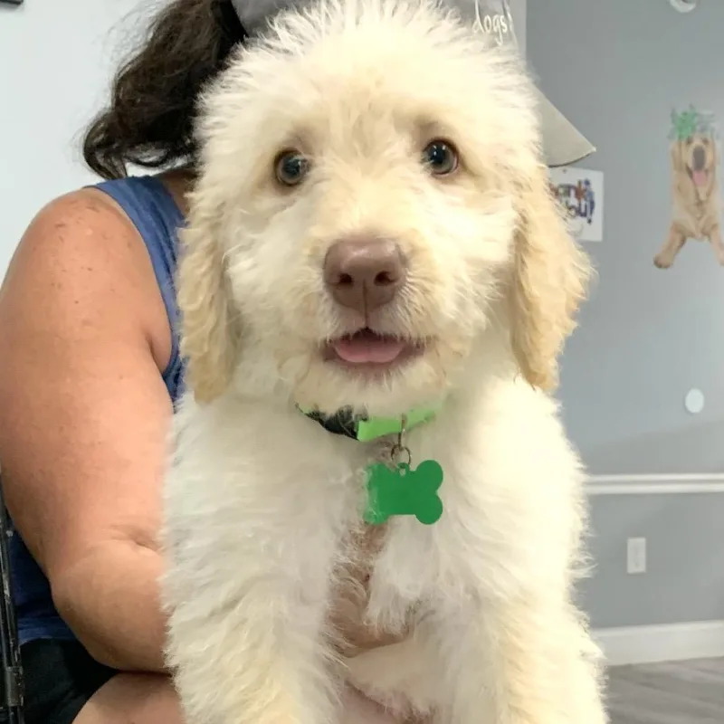 A baby medium-sized female Yellow / Tan / Blond / Fawn Golden Retriever dog named Jade for adoption in St. Peters, MO